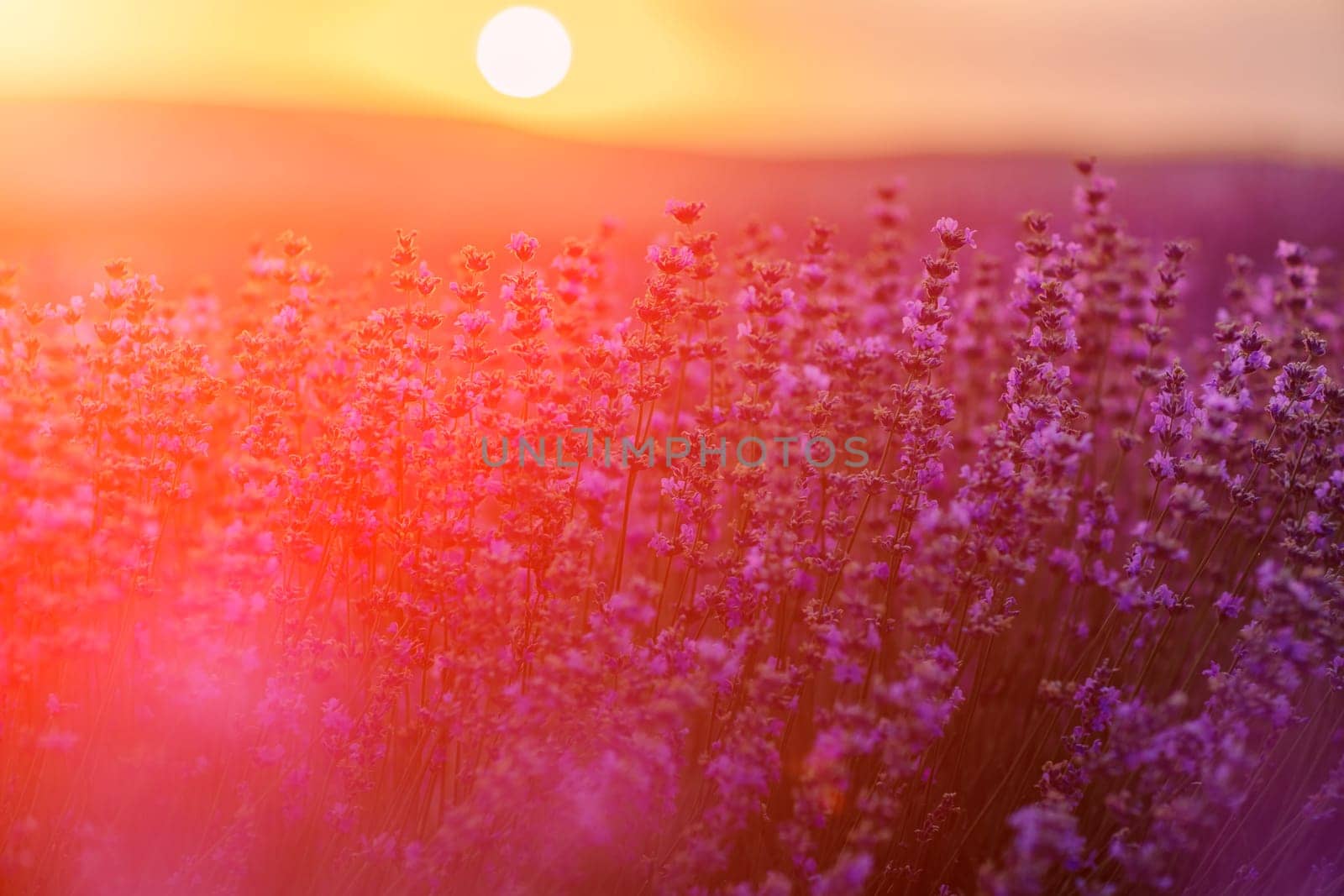 Blooming lavender in a field at sunset in Provence. Fantastic summer mood, floral sunset landscape of meadow lavender flowers. Peaceful bright and relaxing nature scenery