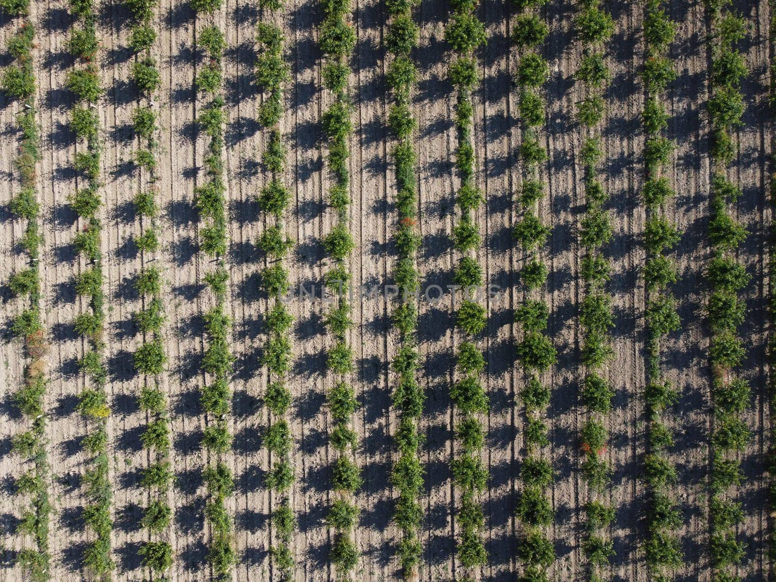 aerial view over agricultural fruits gardens. a look at the plantation. ideally even rows of young and well-groomed trees. geometry of modern farmers. organic farm. Green garden plantation.