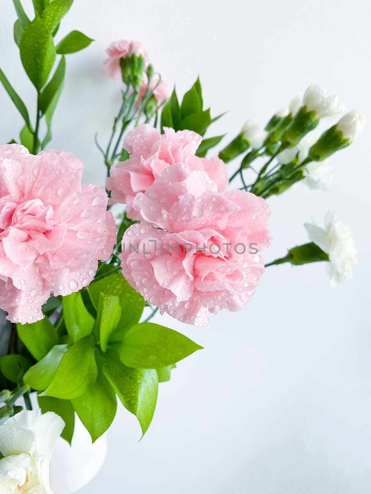 Close up photo of a bouquet of pink carnations isolated on a white background. Dew drops on flowers