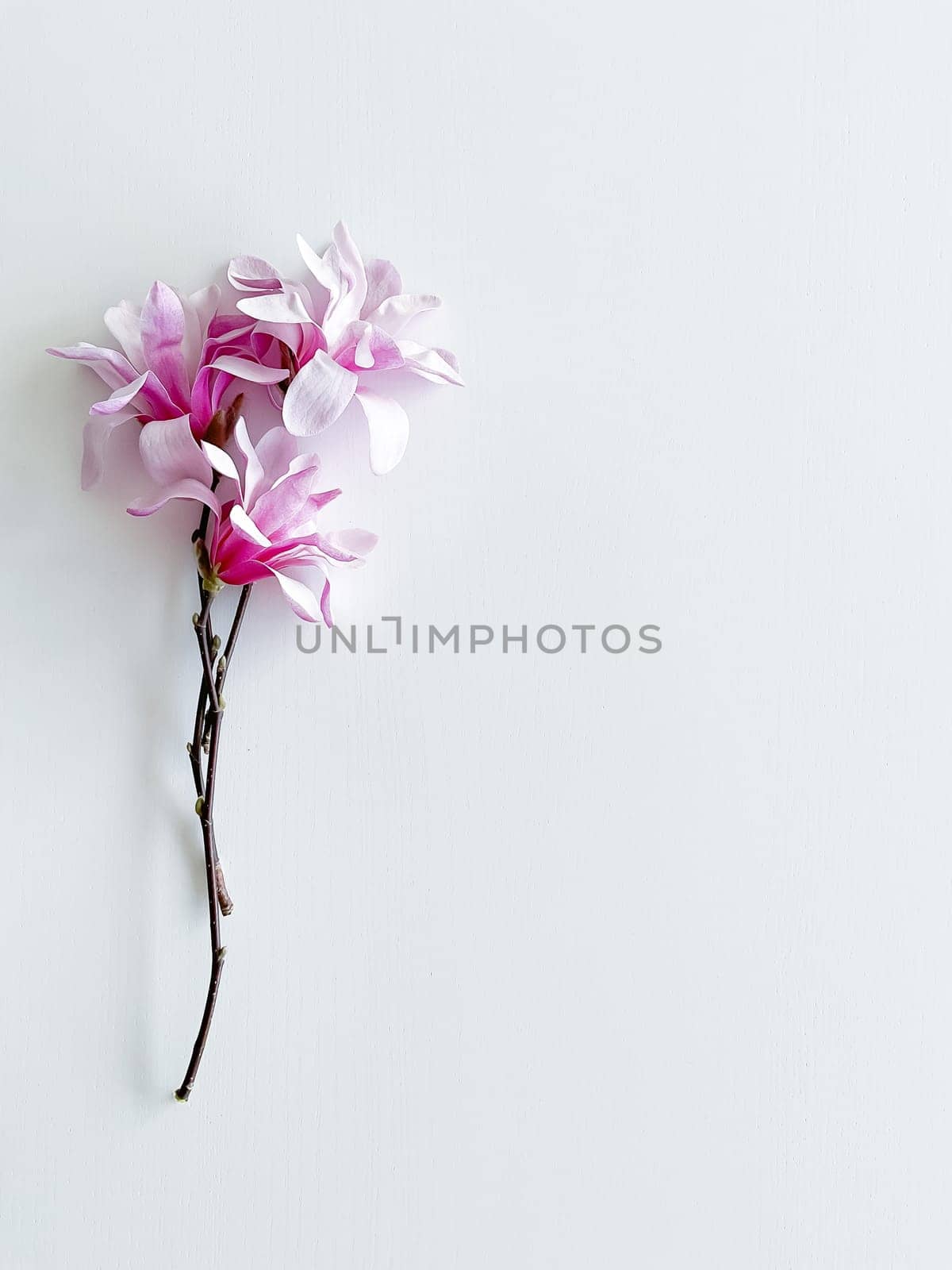 Closeup photo of pink magnolia flowers, isolated on white background. With empty space for text or inscription. For postcard, advertisement or website.