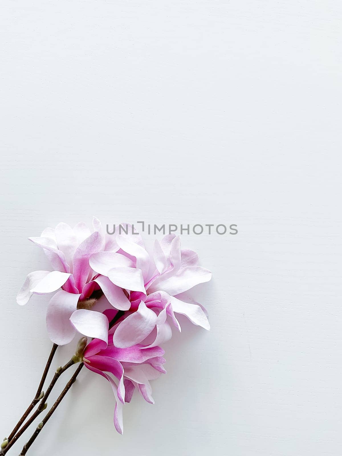 Closeup photo of pink magnolia flowers, isolated on white background. With empty space for text or inscription. For postcard, advertisement or website.