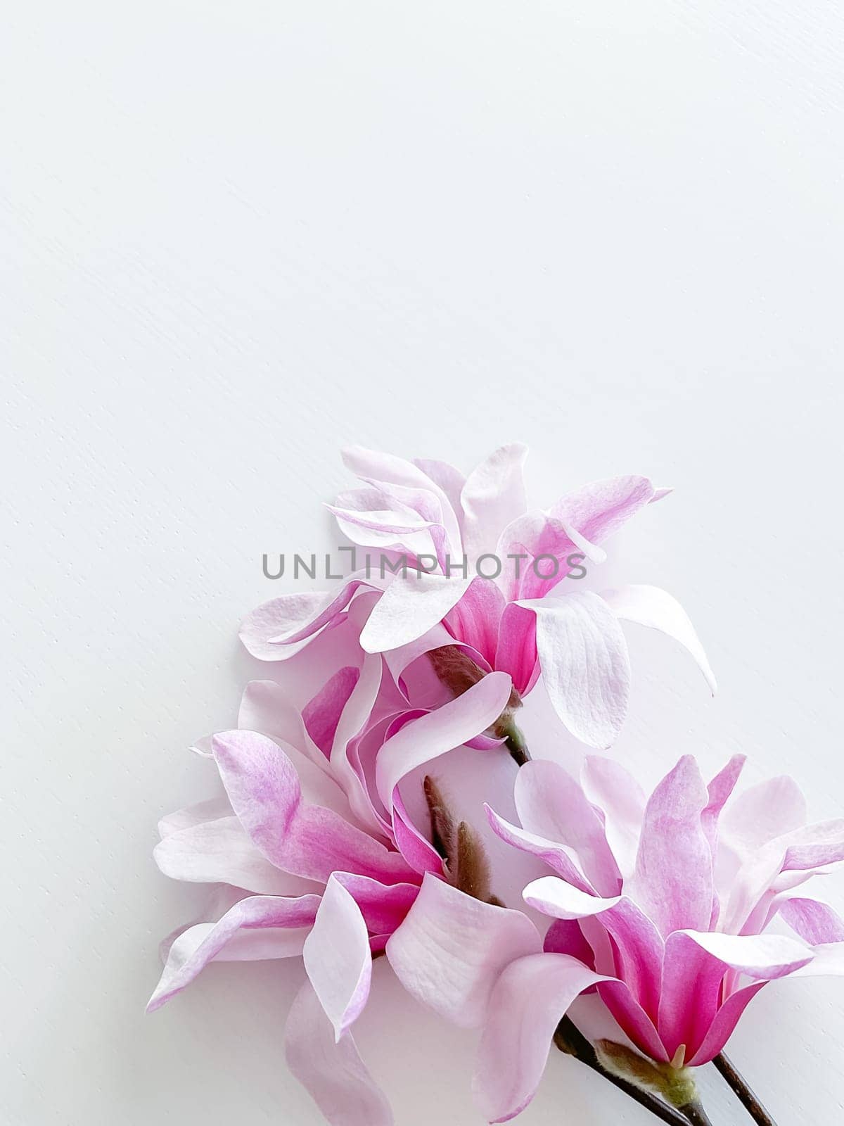 Closeup photo of pink magnolia flowers, isolated by Lunnica