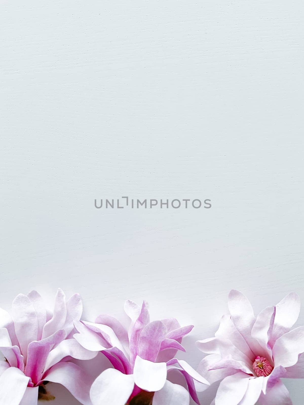 Closeup photo of pink magnolia flowers, isolated on white background. With empty space for text or inscription. For postcard, advertisement or website.