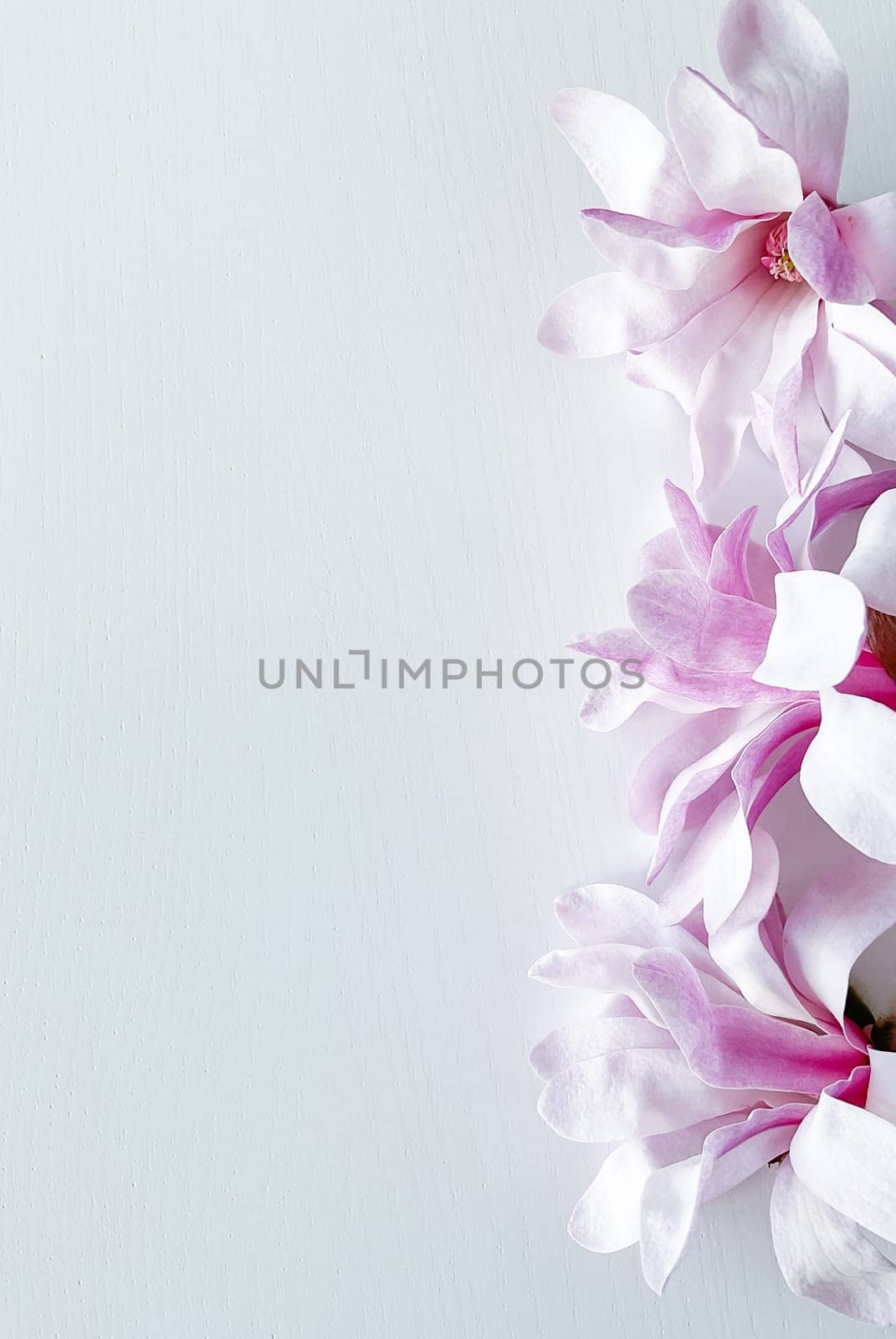 Closeup photo of pink magnolia flowers, isolated on white background. With empty space for text or inscription. For postcard, advertisement or website.