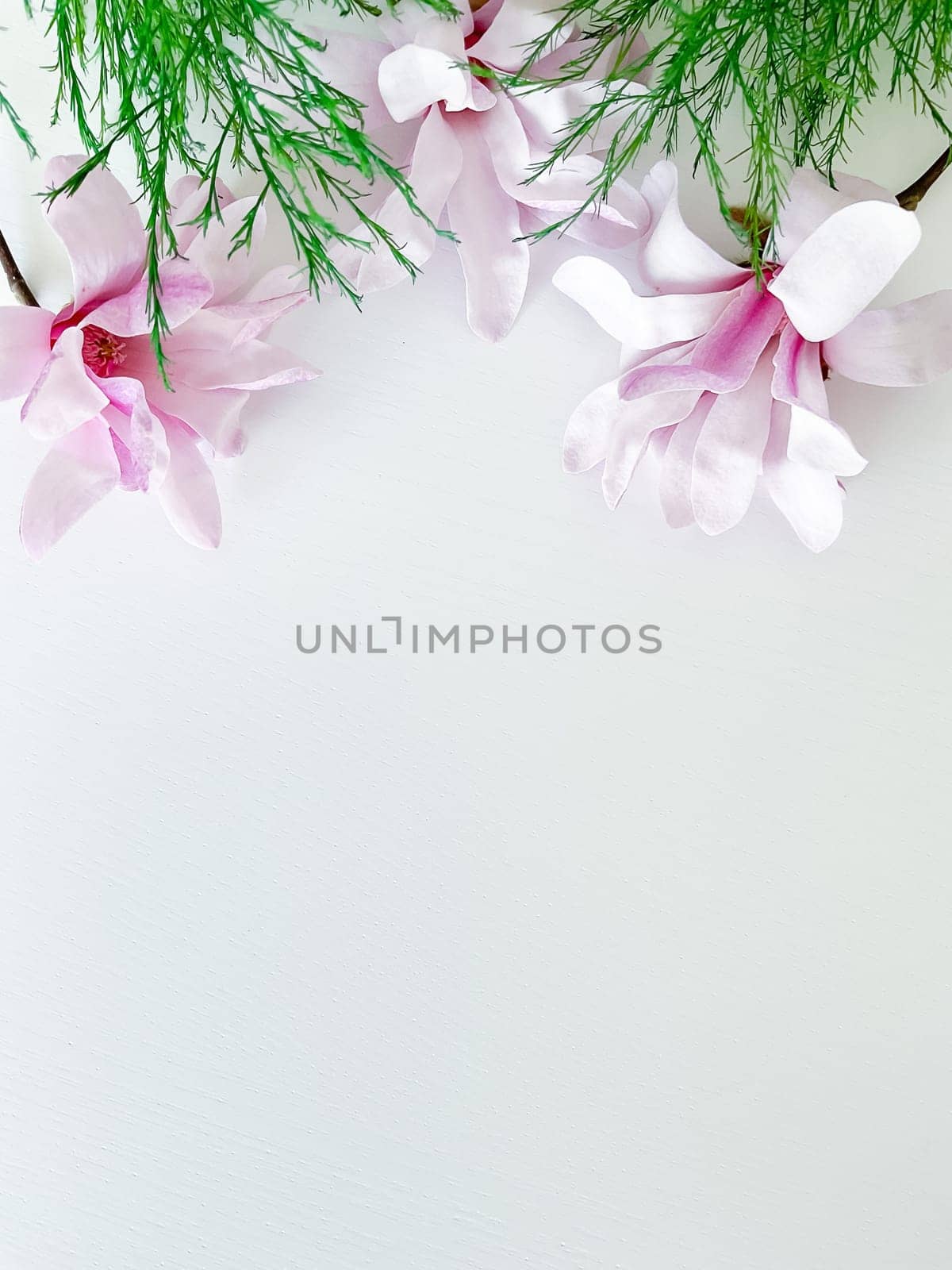 Closeup photo of pink magnolia flowers, isolated by Lunnica