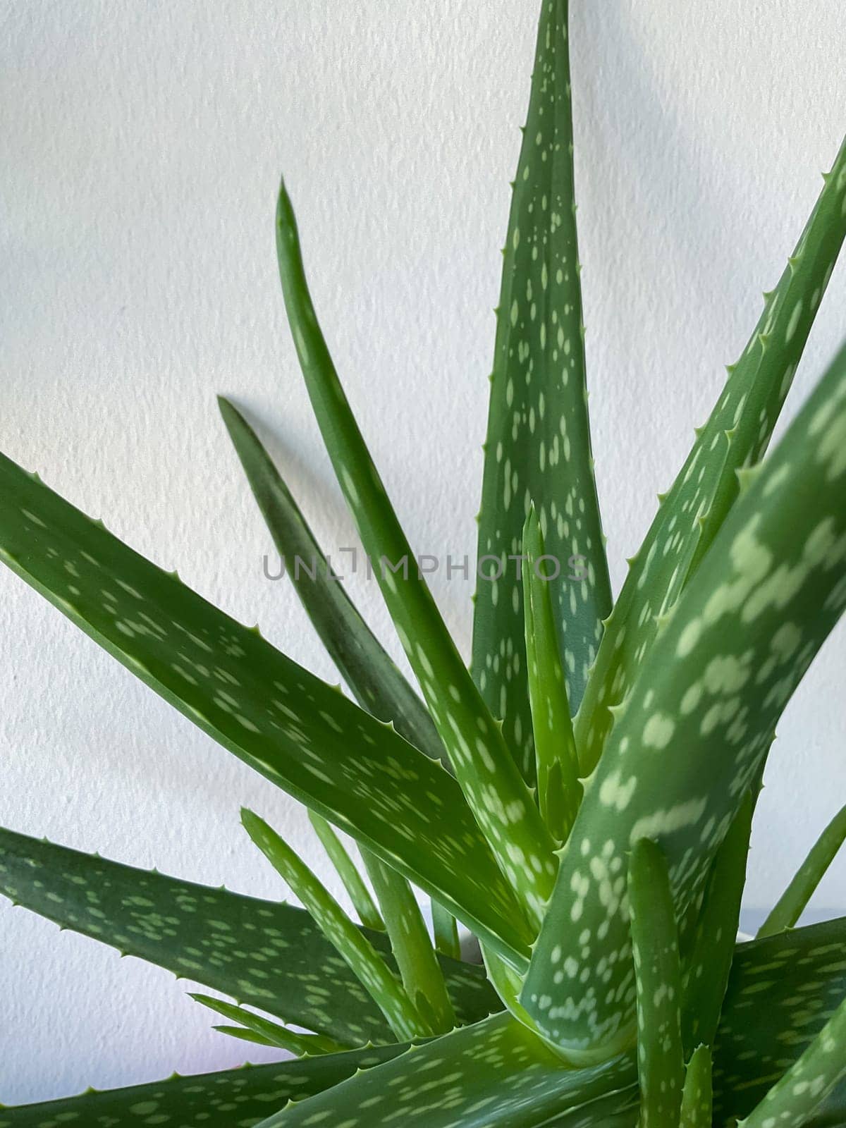 Aloe Vera in a flowerpot on grey table and grunge grey wall background with copy space.