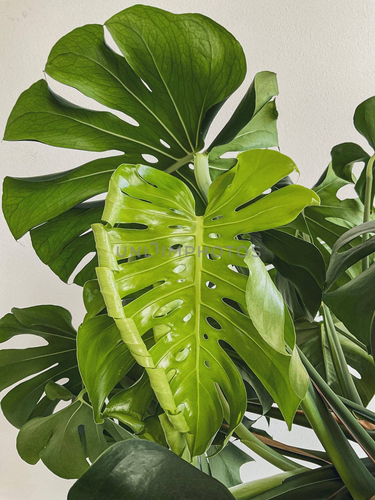 Leaves of Monstera deliciosa plant on a white background. High quality photo. new leaf