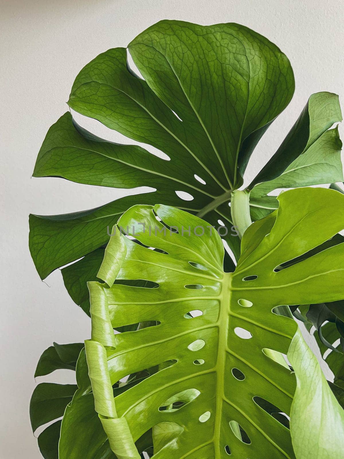 Leaves of Monstera deliciosa plant on a white background. High quality photo. new leaf