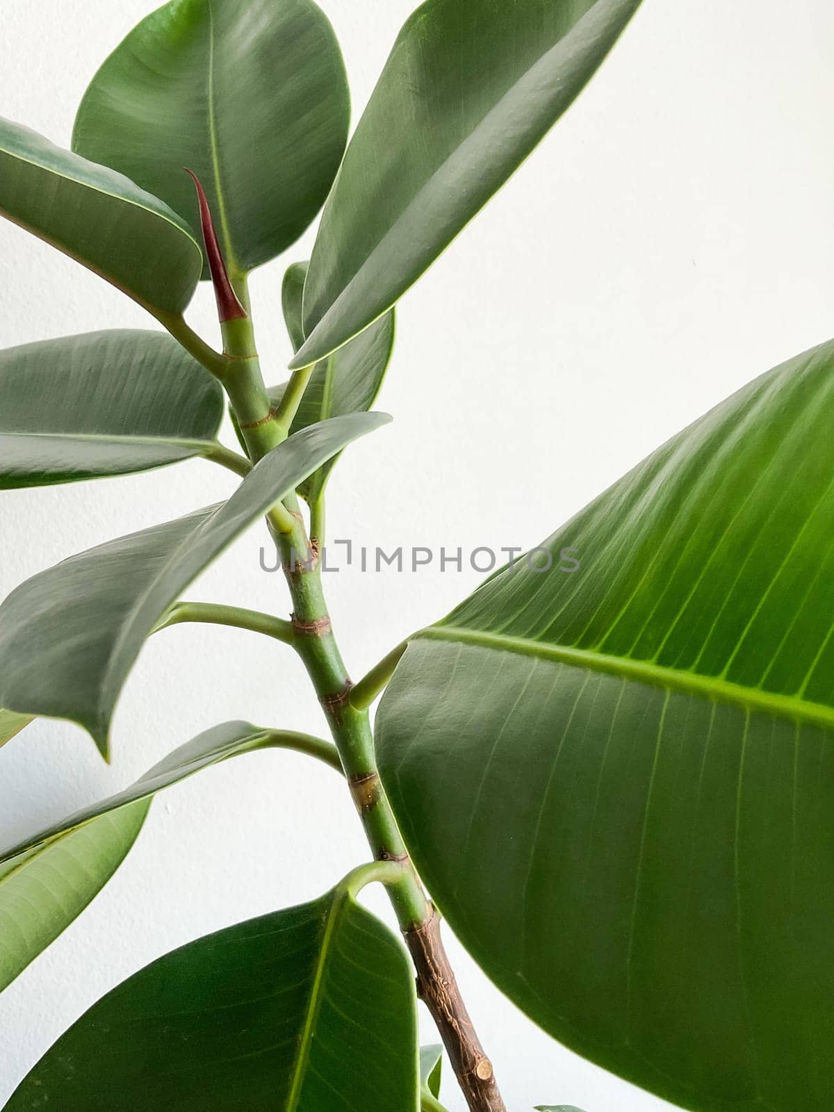 green bush leaves of ficus natural. White background. High quality photo