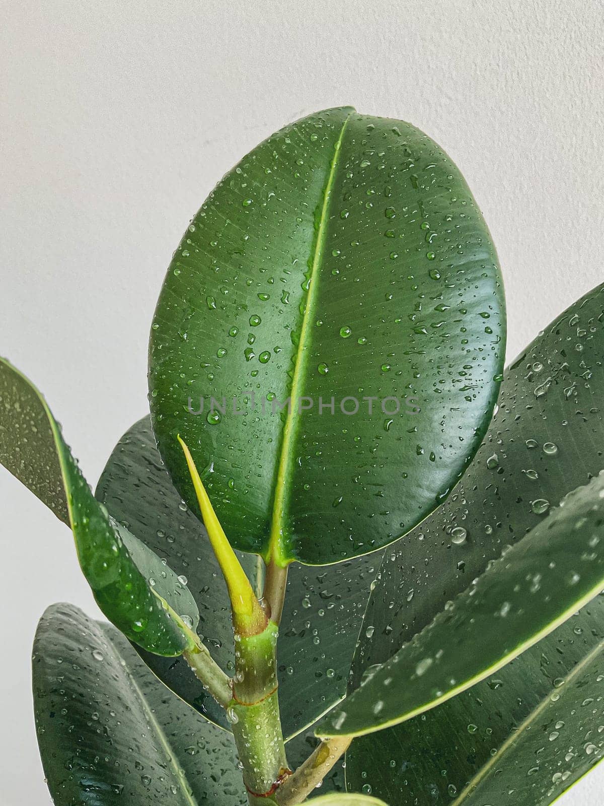 green bush leaves of ficus natural. on a white background. with drops of water on the leaves. High quality photo