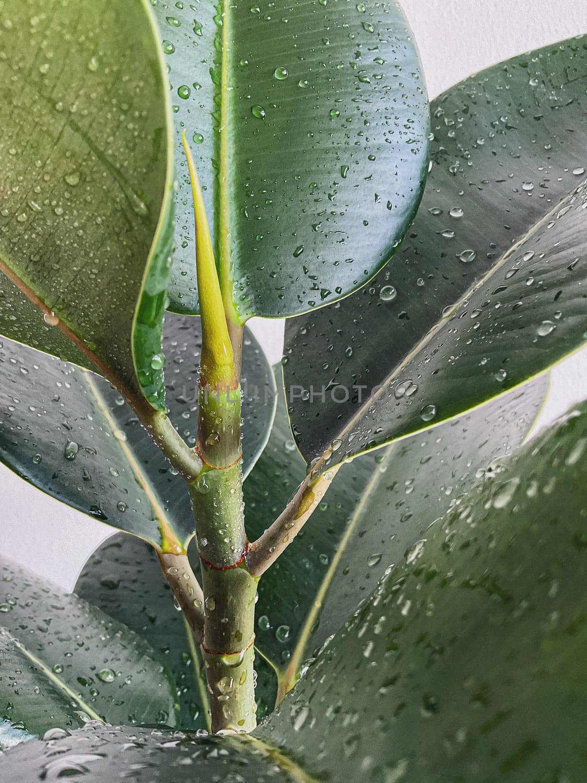 green bush leaves of ficus natural. on a white background. with drops of water on the leaves. High quality photo