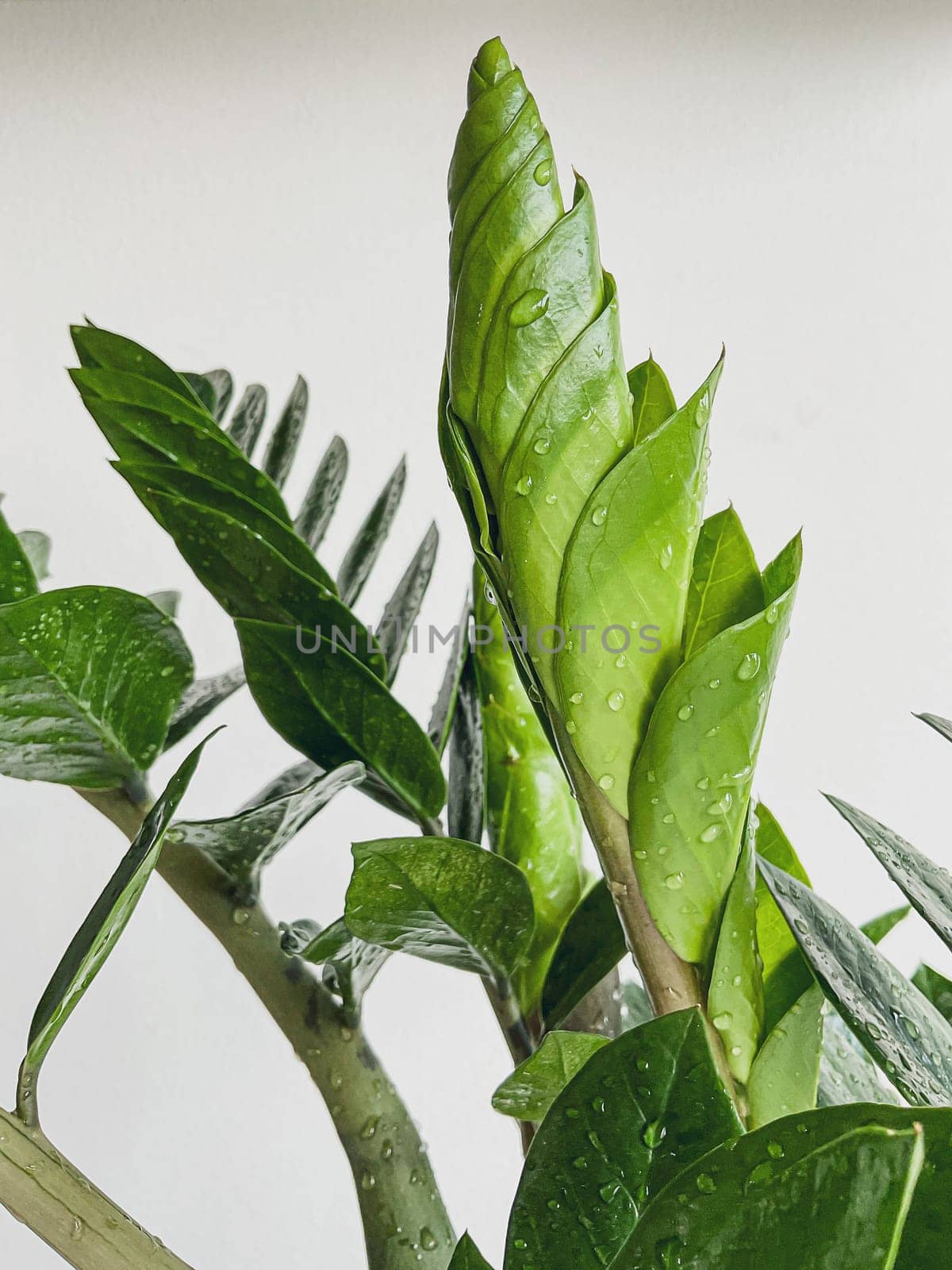 Zamioculcas zamifolia - dollar tree. Jewel of Zanzibar The tree is said to be auspicious. Suitable for decorating your home and office.