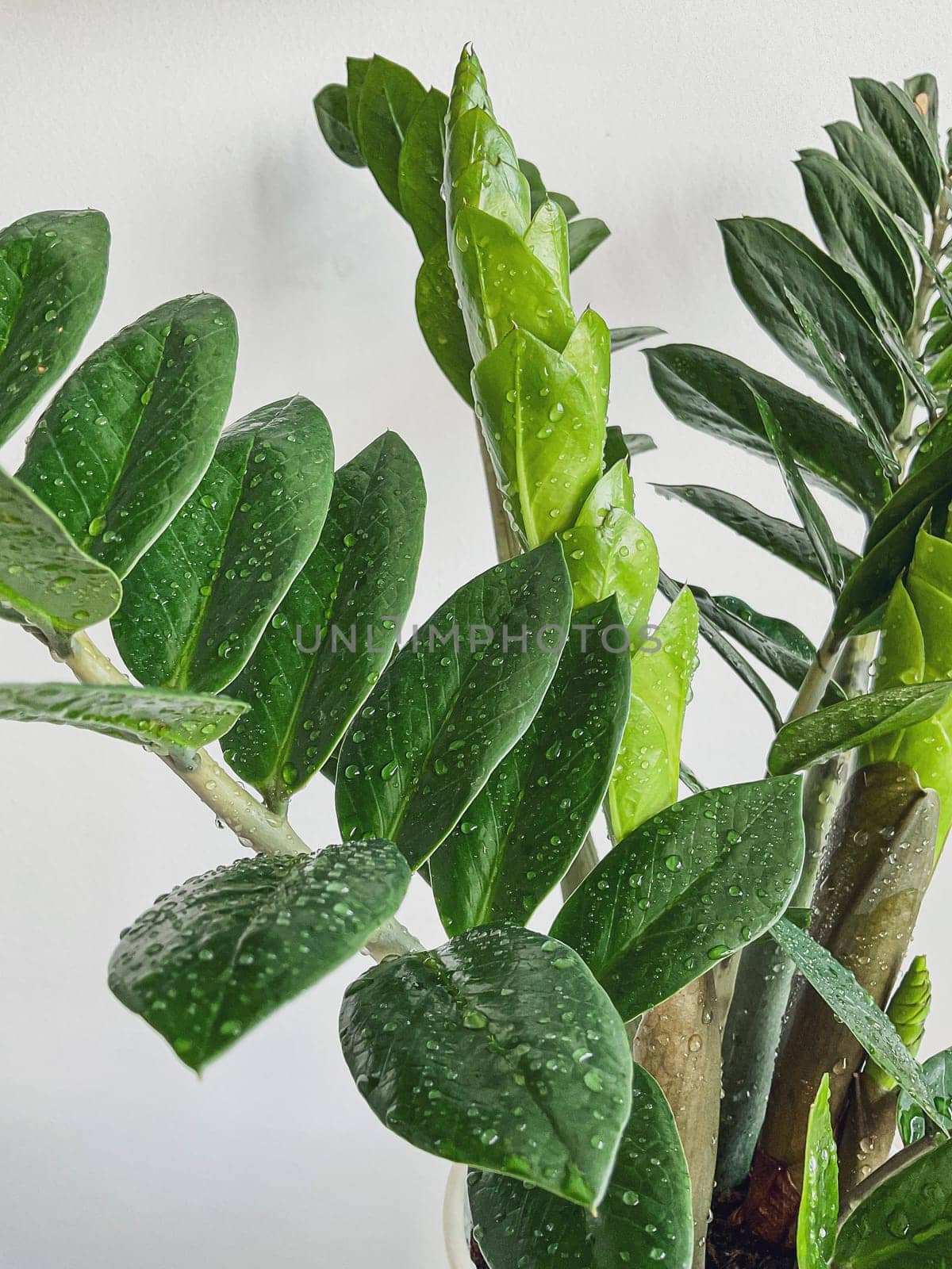 Zamioculcas zamifolia dollar tree. on white. close by Lunnica