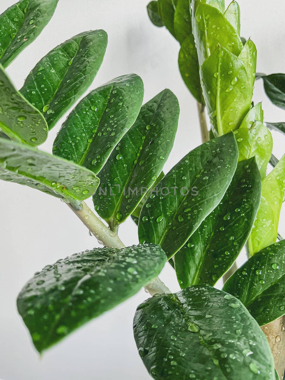 Zamioculcas zamifolia dollar tree. on white. close by Lunnica