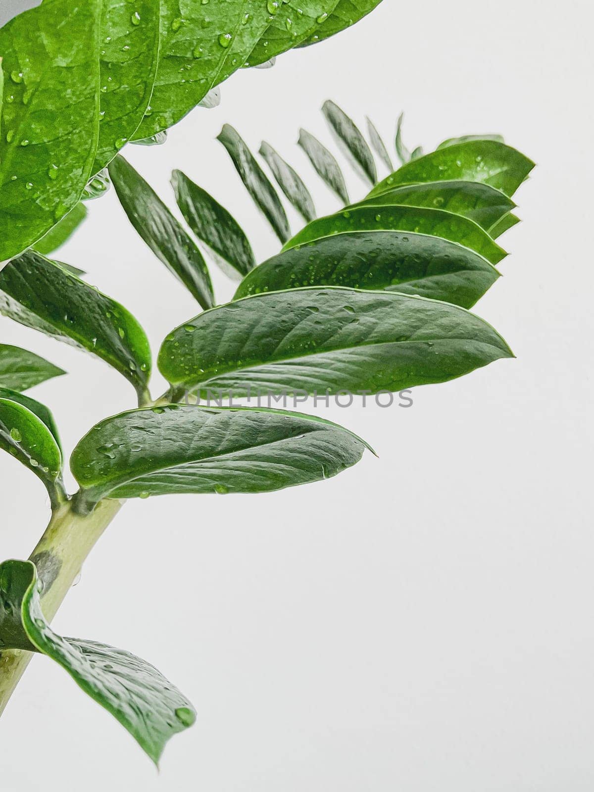 Zamioculcas zamifolia dollar tree. on white. close by Lunnica