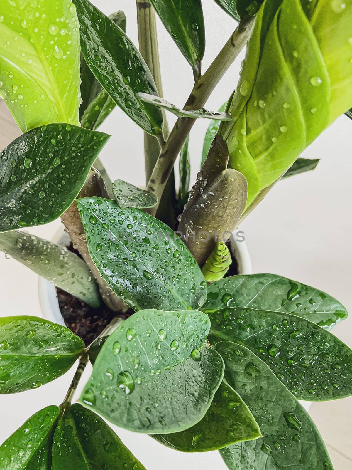 Zamioculcas zamifolia - dollar tree. Jewel of Zanzibar The tree is said to be auspicious. Suitable for decorating your home and office.