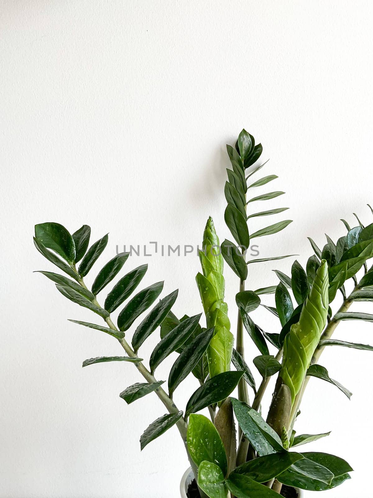 Zamioculcas Zamiifolia in a white pot isolated on a white background with space for text/copyright and a crystal peeking out of the pot.