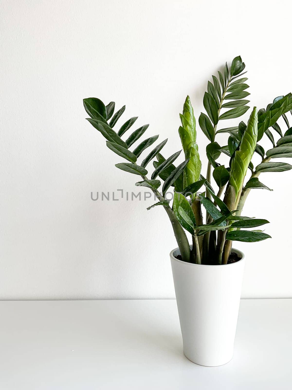 Zamioculcas Zamiifolia in a white pot isolated by Lunnica