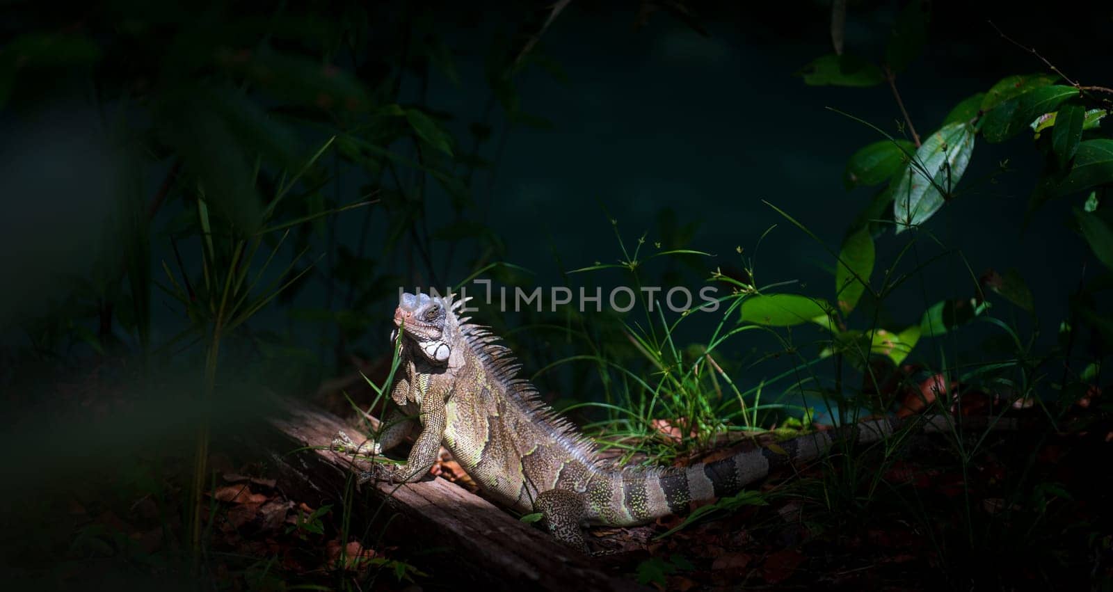 A vibrant iguana is illuminated by a sunbeam piercing through the dense forest, as it stares challengingly at the camera amidst the green foliage.