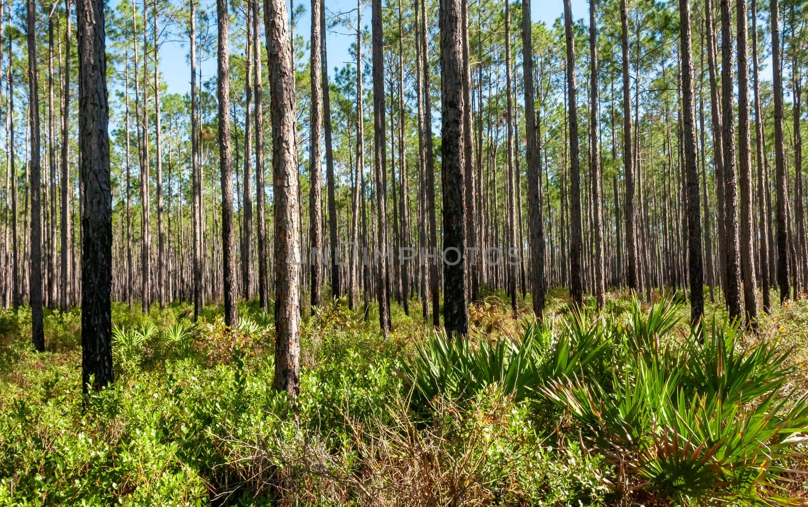 Small palms in the undergrowth among the conifers in the Louisiana swamps