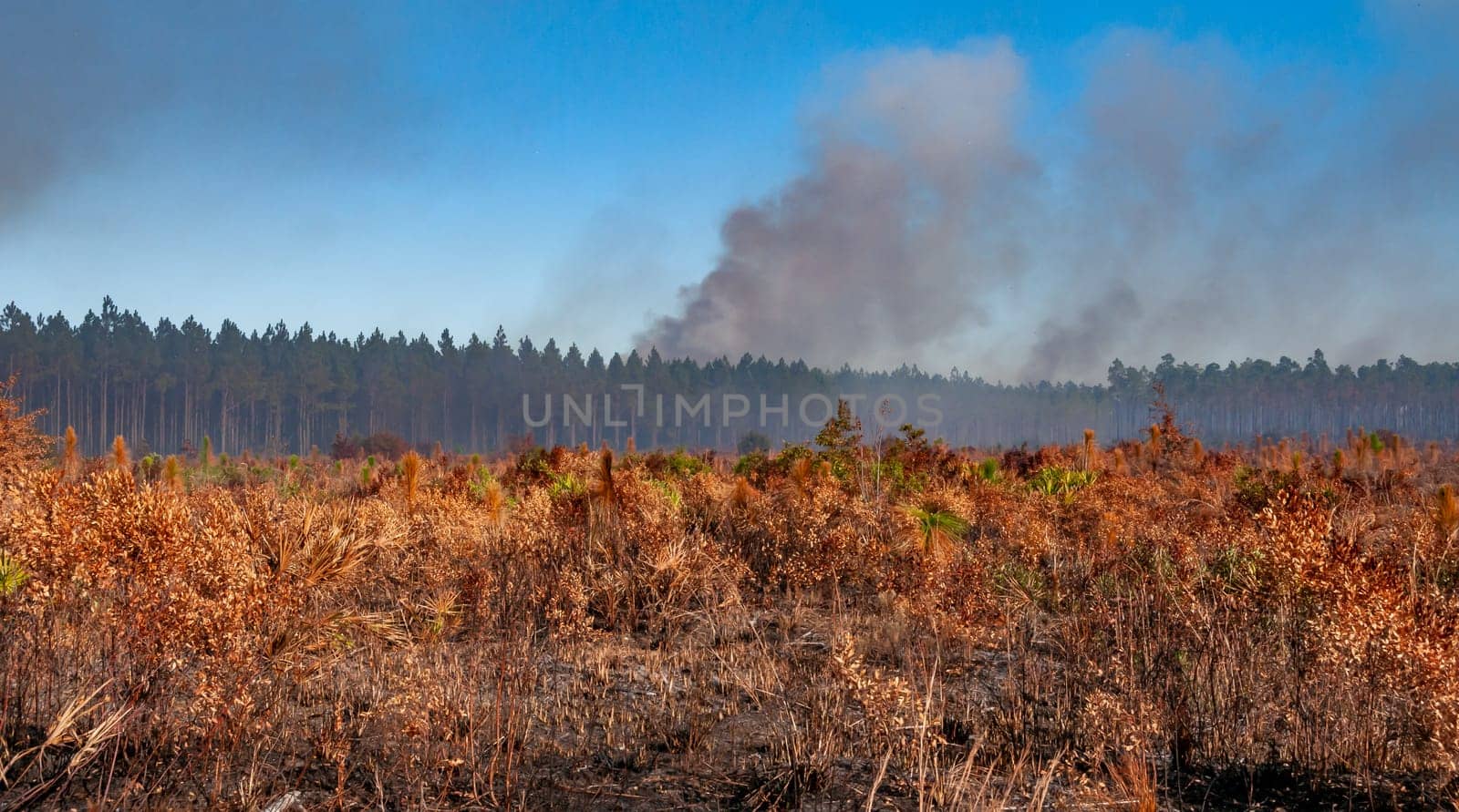 Wildland fires, Burnt field with tree plantings and palm trees, Florida