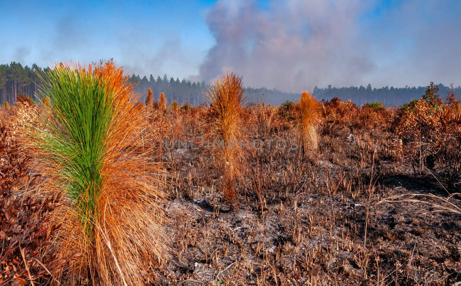 Wildland fires, Burnt field with tree plantings and palm trees, Florida