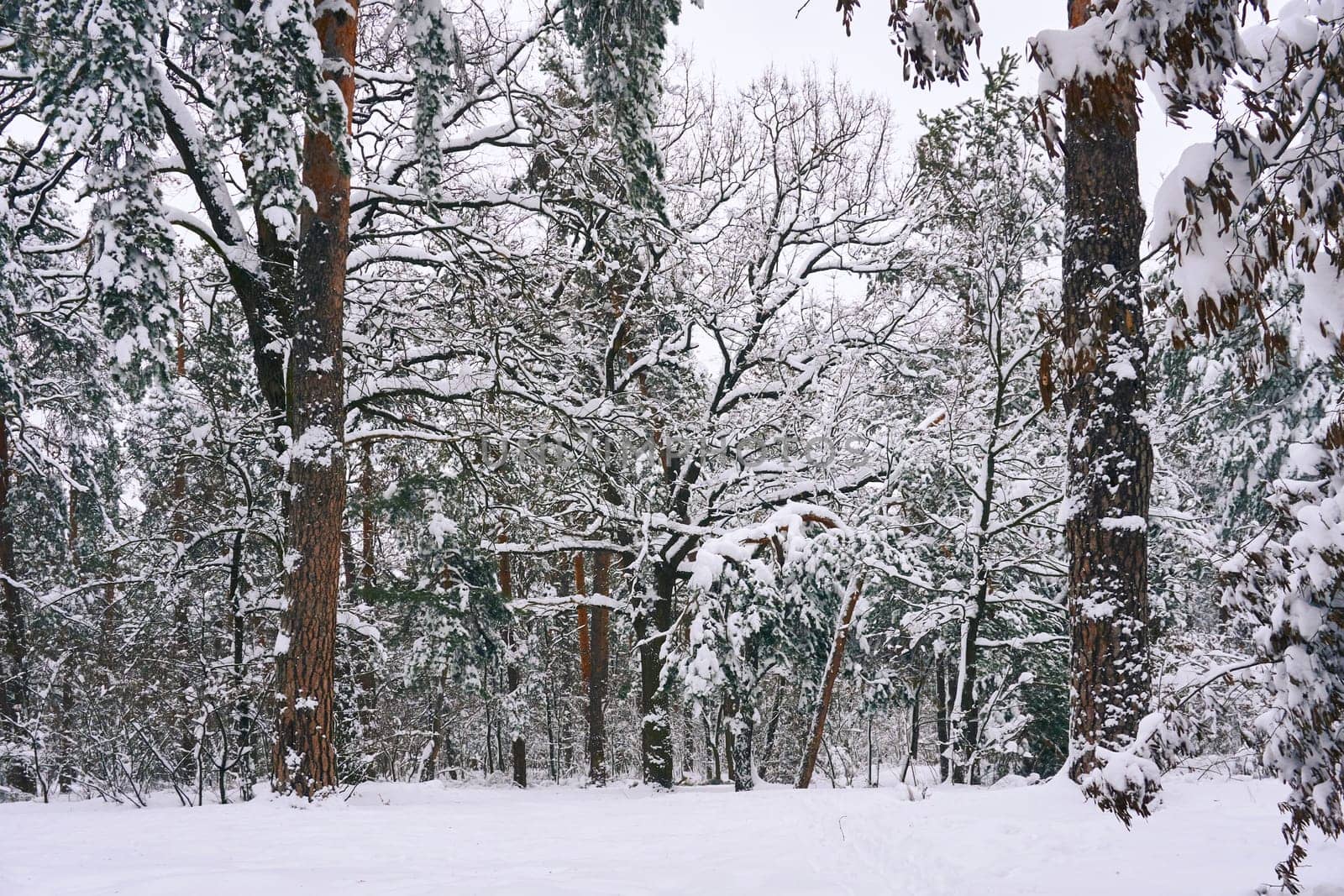 Winter is The coldest time of the year, following autumn. Serene winter forest with trees covered with fluffy thick snow
