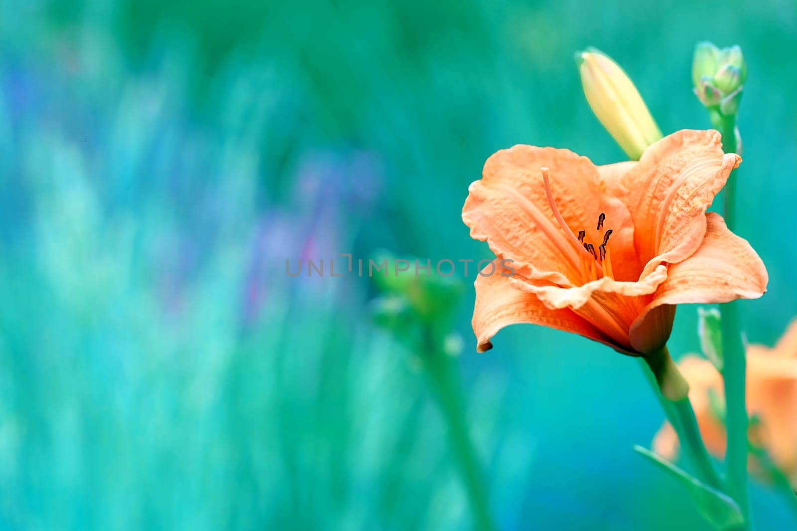 an Old World plant of the iris family, with sword shaped leaves and spikes of brightly colored flowers, popular in gardens.
