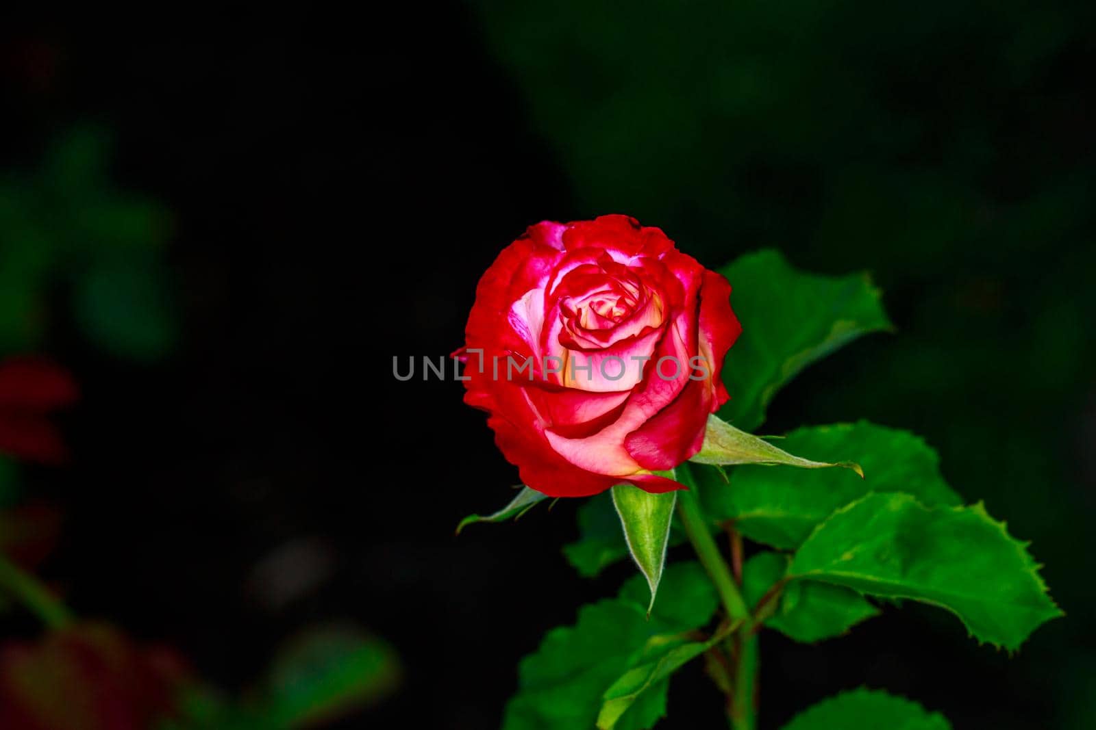 Beautiful rose blooms in Washington Park, International Rose Test Garden, Portland, Oregon.