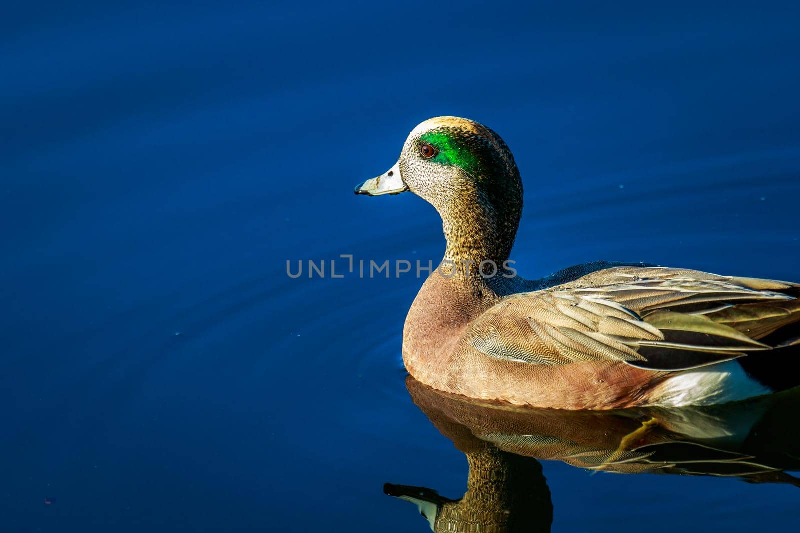 Male American wigeon swimming leisurely, with reflection showing in the water.