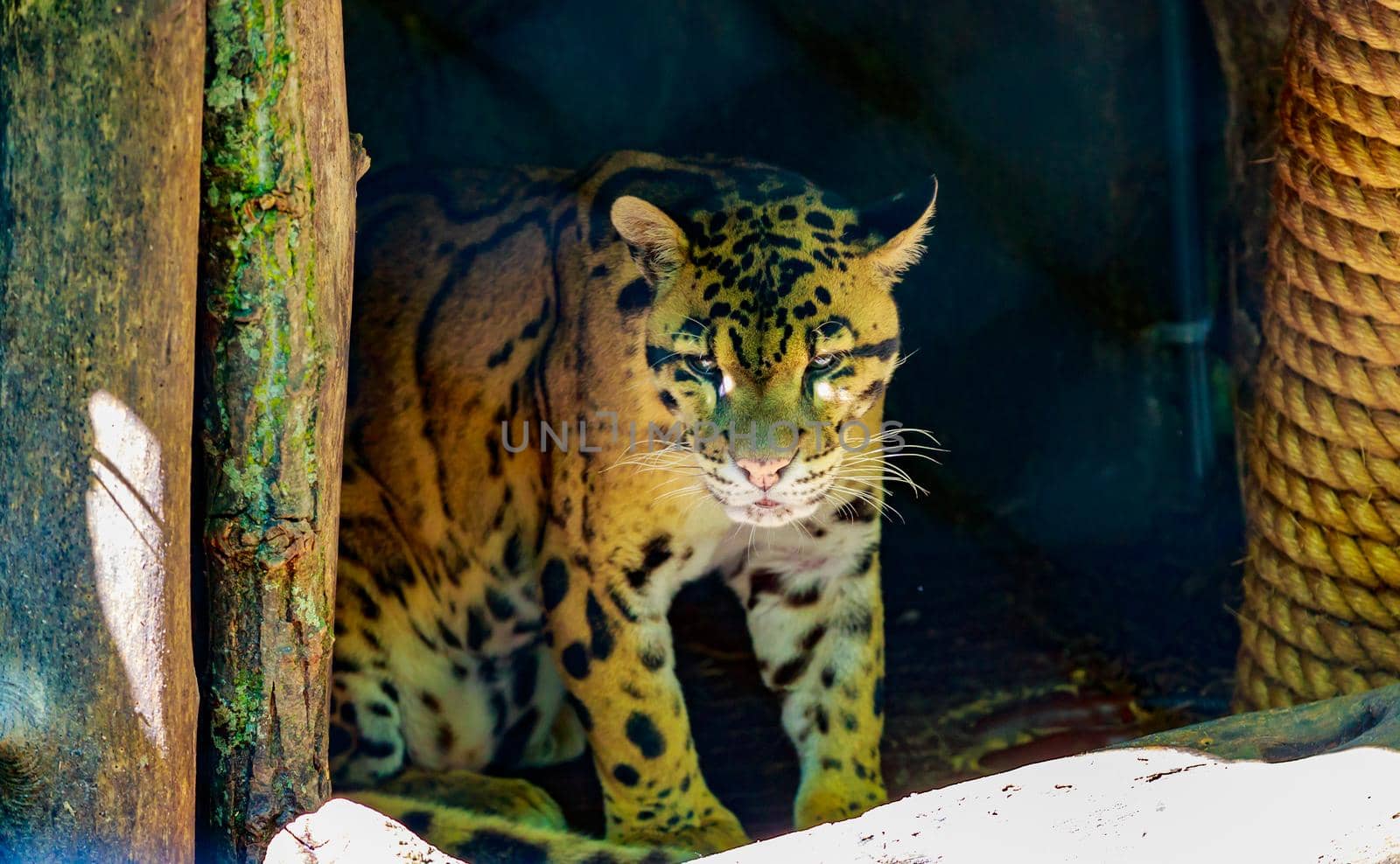 Clouded leopard rests in the shadow, in National Zoo.