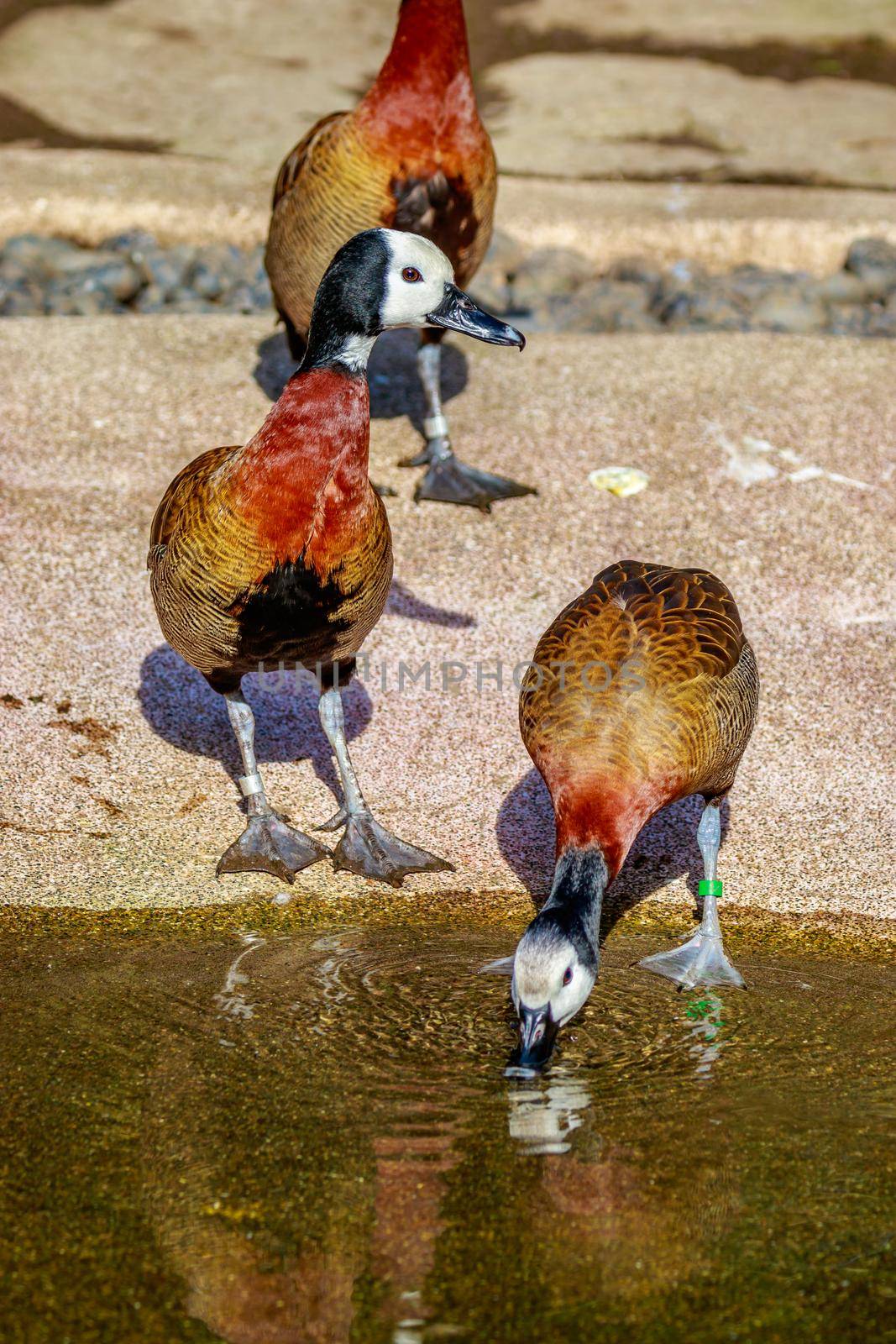 A group of White-faced Whistling ducks hang around leisurely.