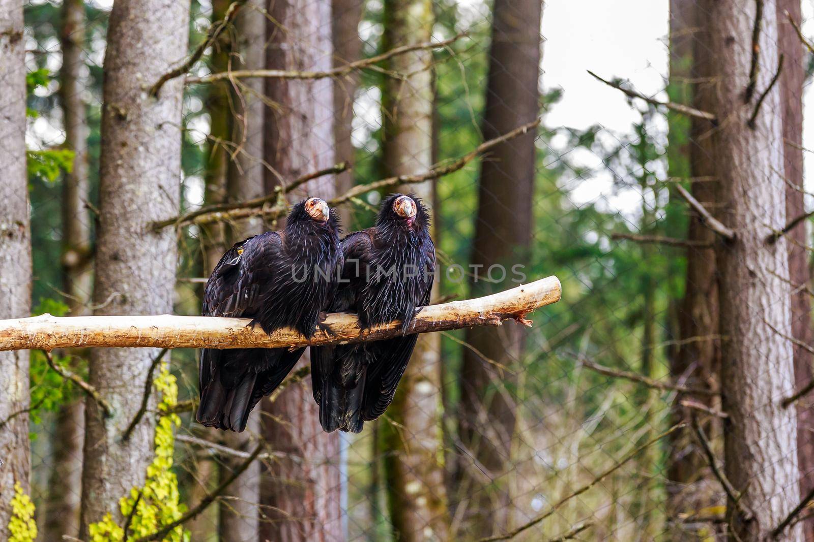 Pair of rescued California Condors perching on the tree branch.