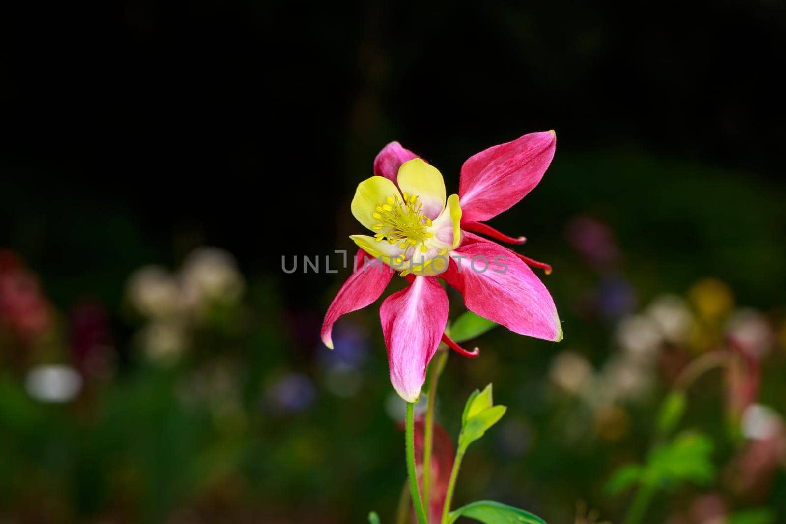 Aquilegia flower commonly known as columbine or granny's bonnet.