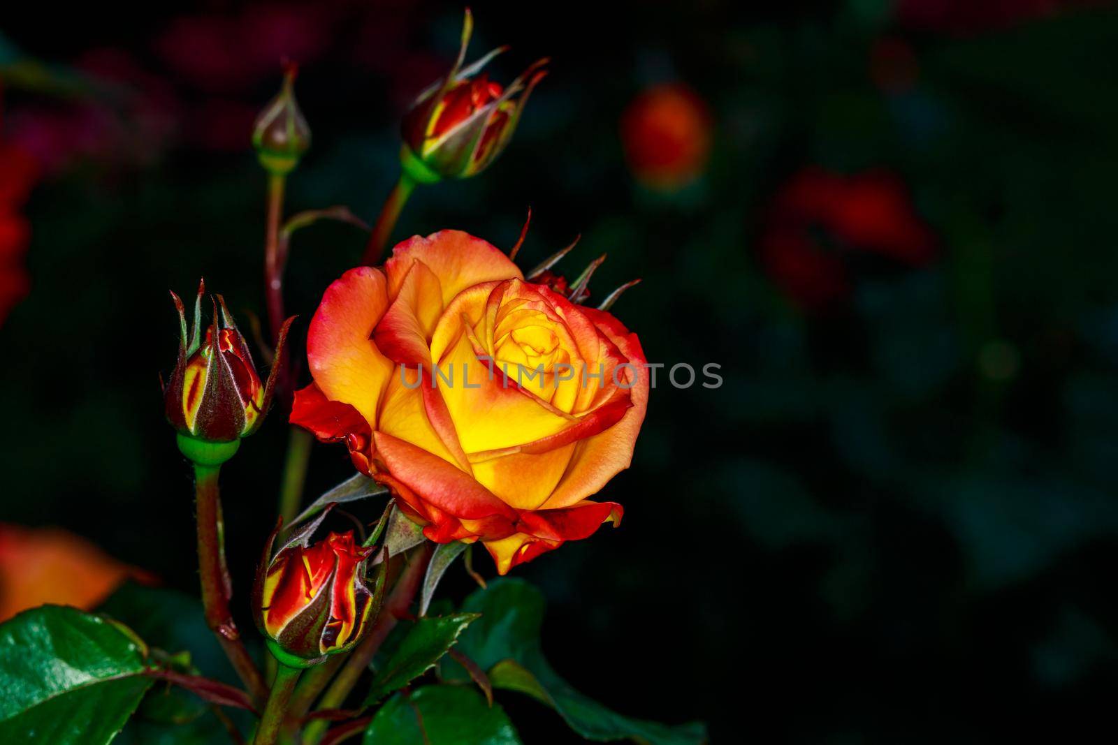 Beautiful rose blooms in Washington Park, International Rose Test Garden, Portland, Oregon.