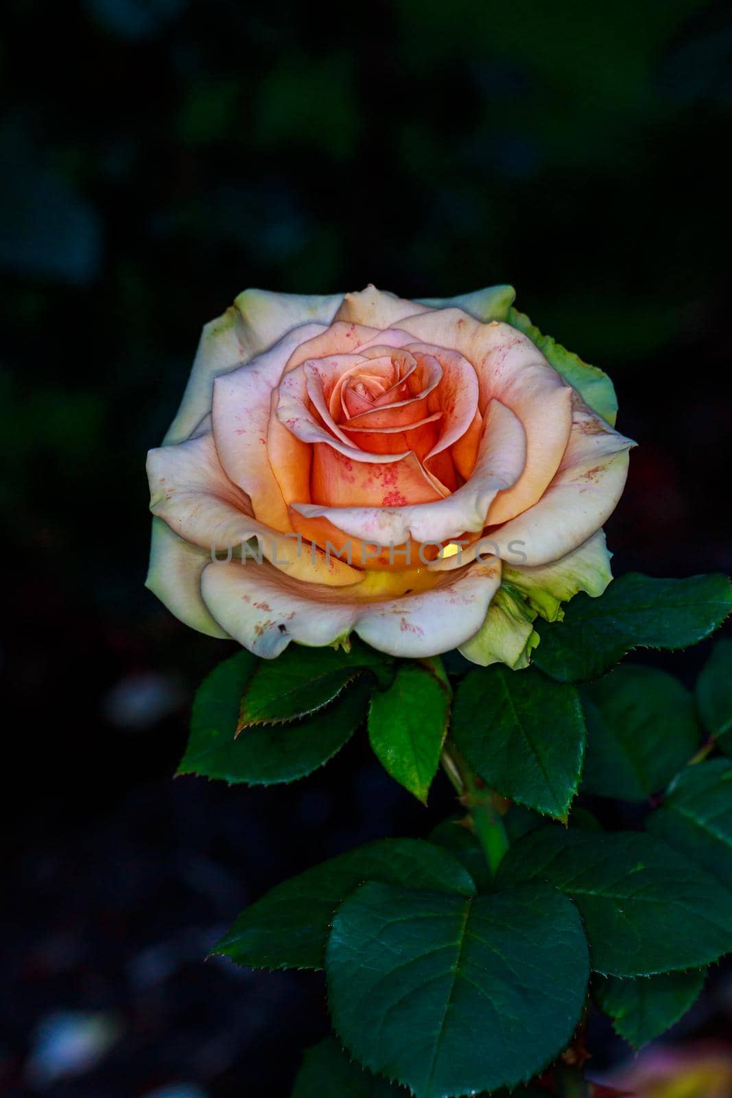 Beautiful Rose in Full Blossom by gepeng