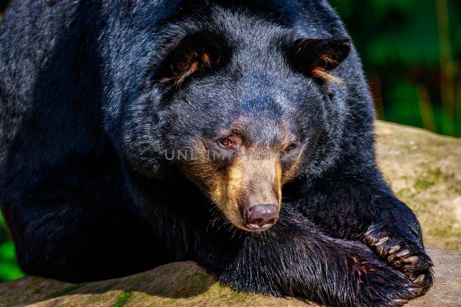 Close-up of an american black bear, sunbathing on a rock.