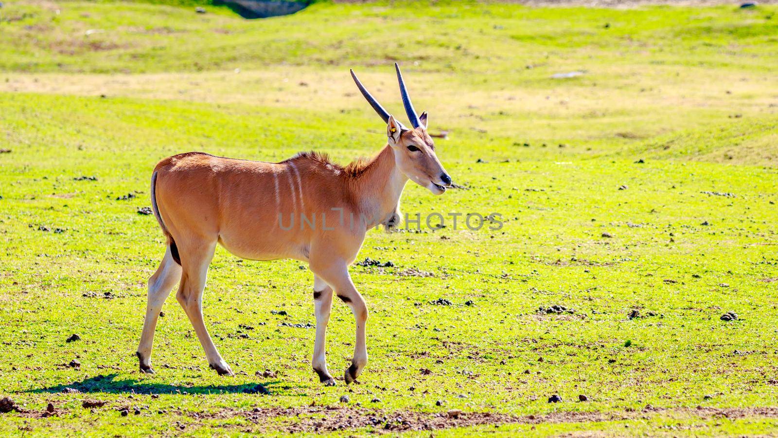 A female common eland antelope walking across the grassland.