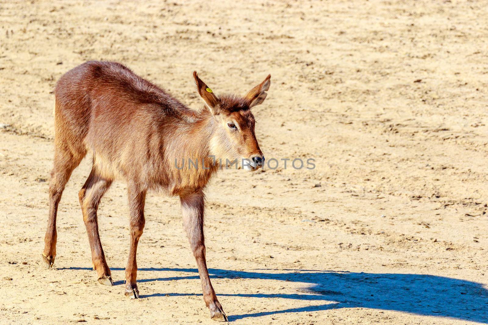 Female Defassa Waterbuck walking on dry land.