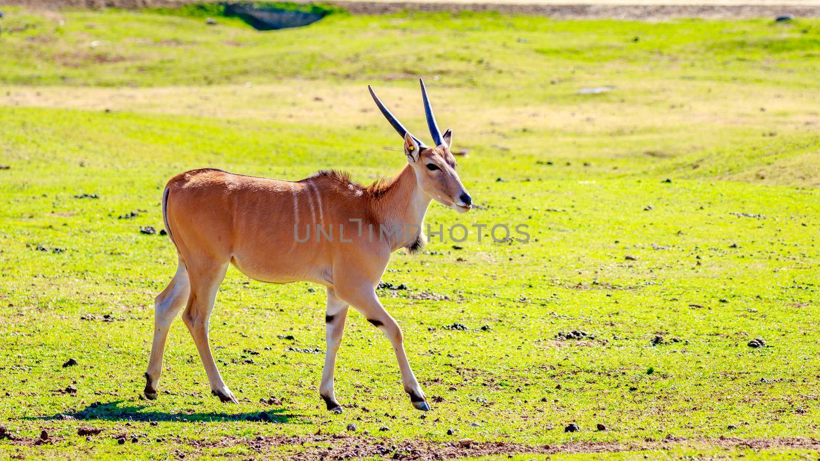 Female Eland Antelope by gepeng