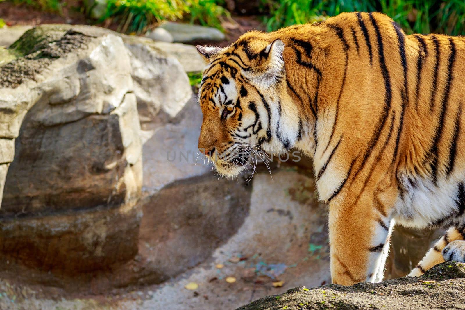 Close-up of Siberian tiger, also known as Amur Tiger (Panthera tigris altaica).