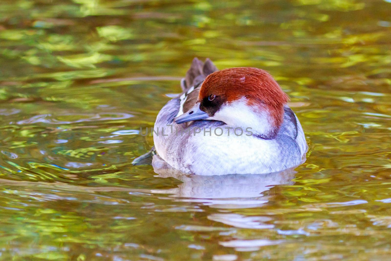 A Female Smew Duck swims on the lake.