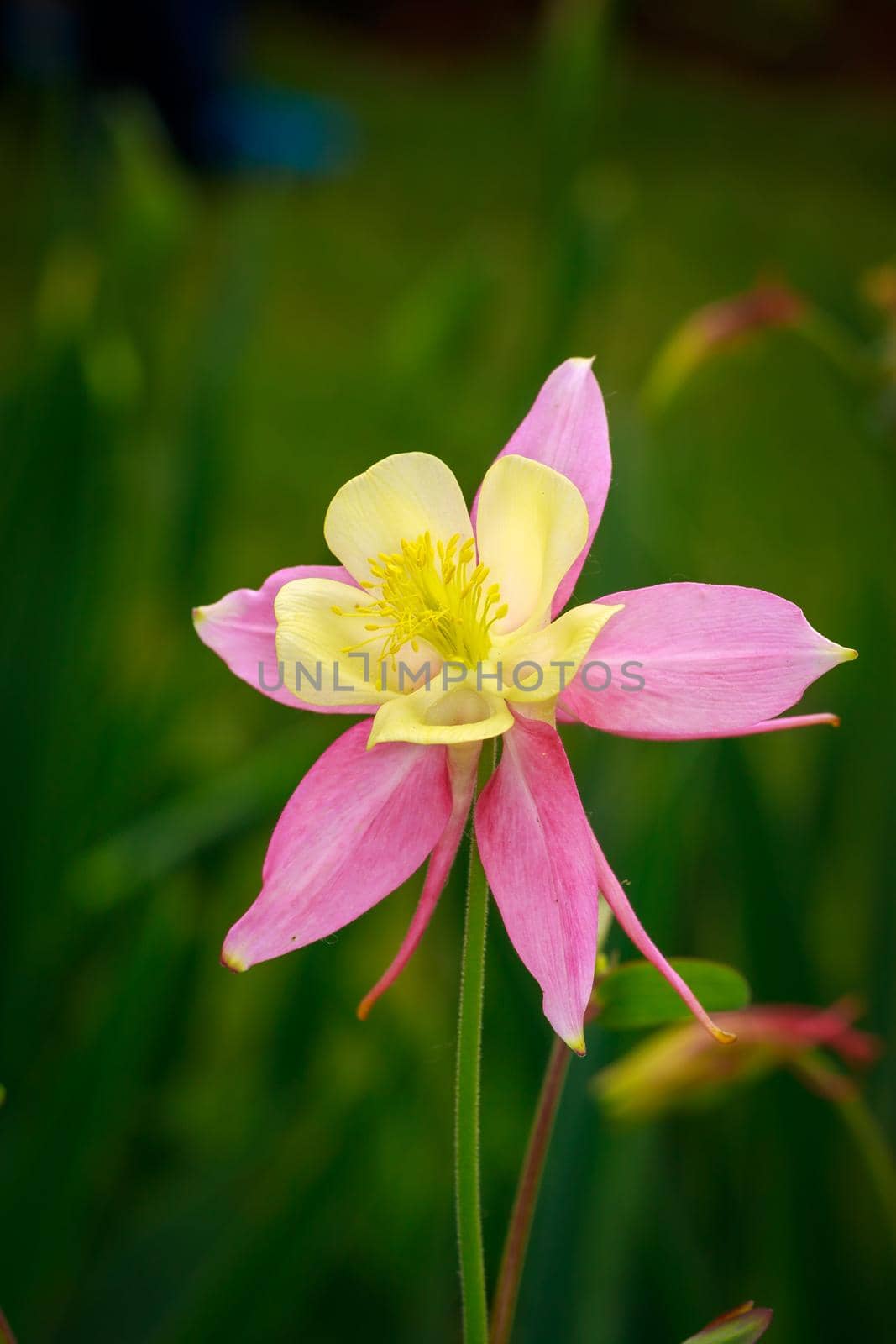 Aquilegia flower commonly known as columbine or granny's bonnet.