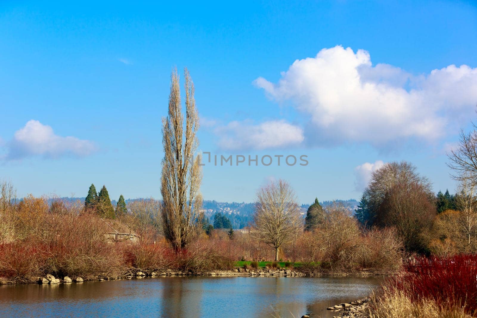 A tall tree stands alone by the lake, in Commonwealth Lake Park,  Beaverton, Oregon.