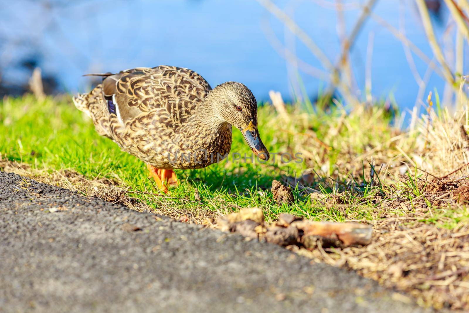 Close-up portrait of a female mallard on the shore.