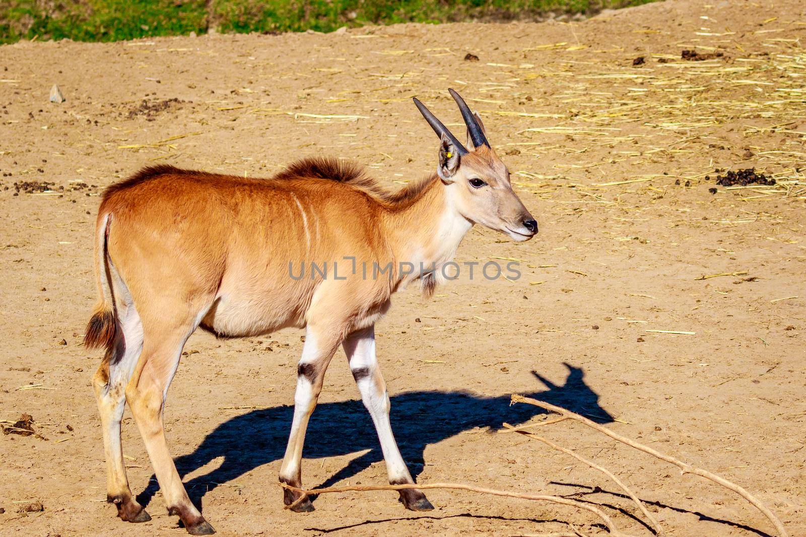 A female common eland antelope walking across the dry land.