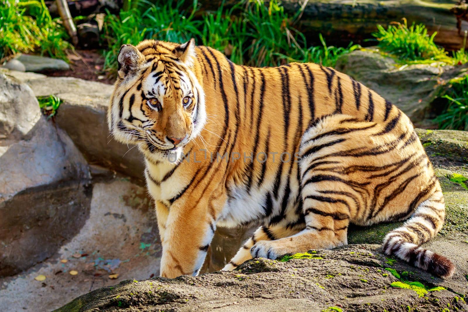 Close-up of Siberian tiger, also known as Amur Tiger (Panthera tigris altaica).