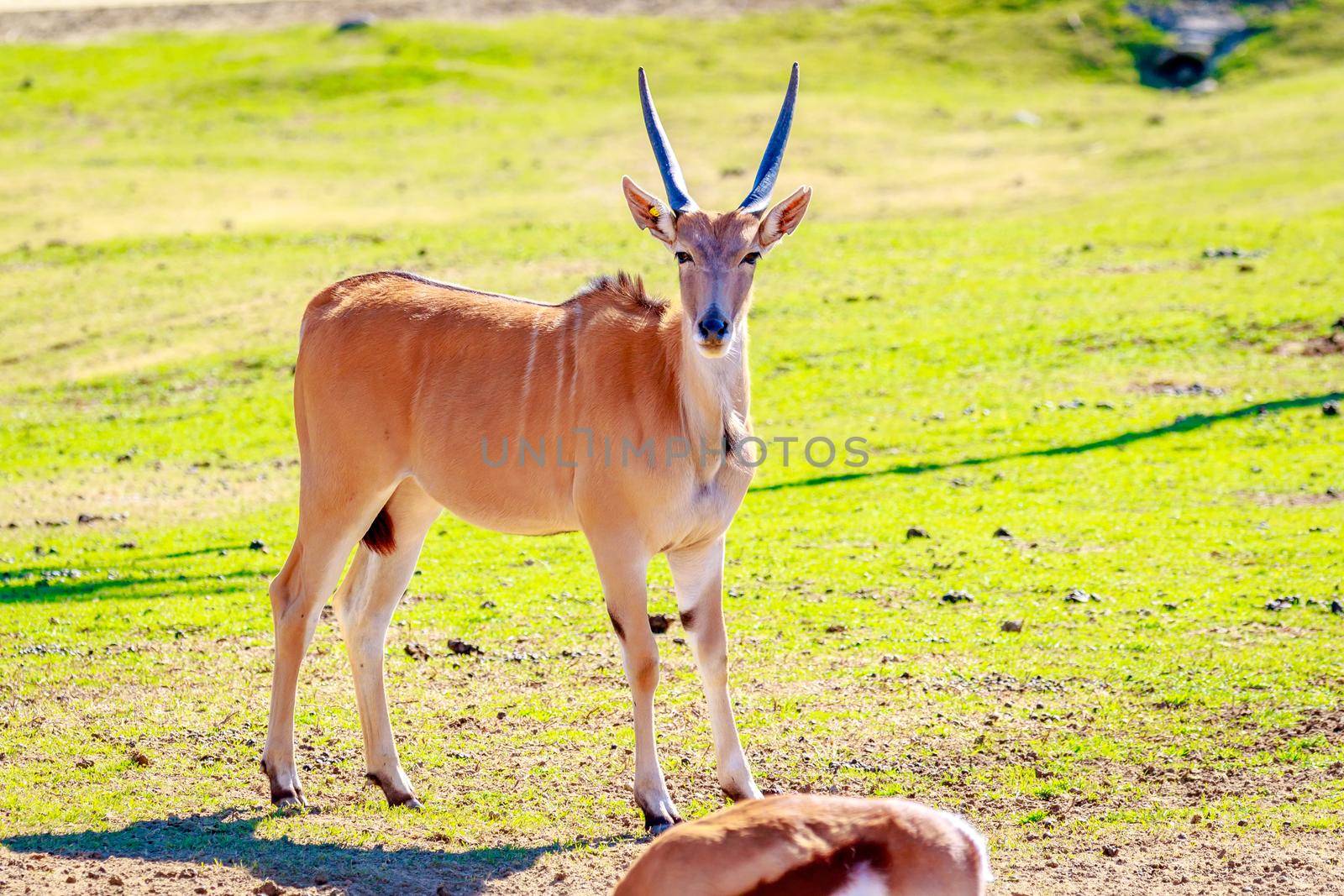 A female common eland antelope walking across the grassland.