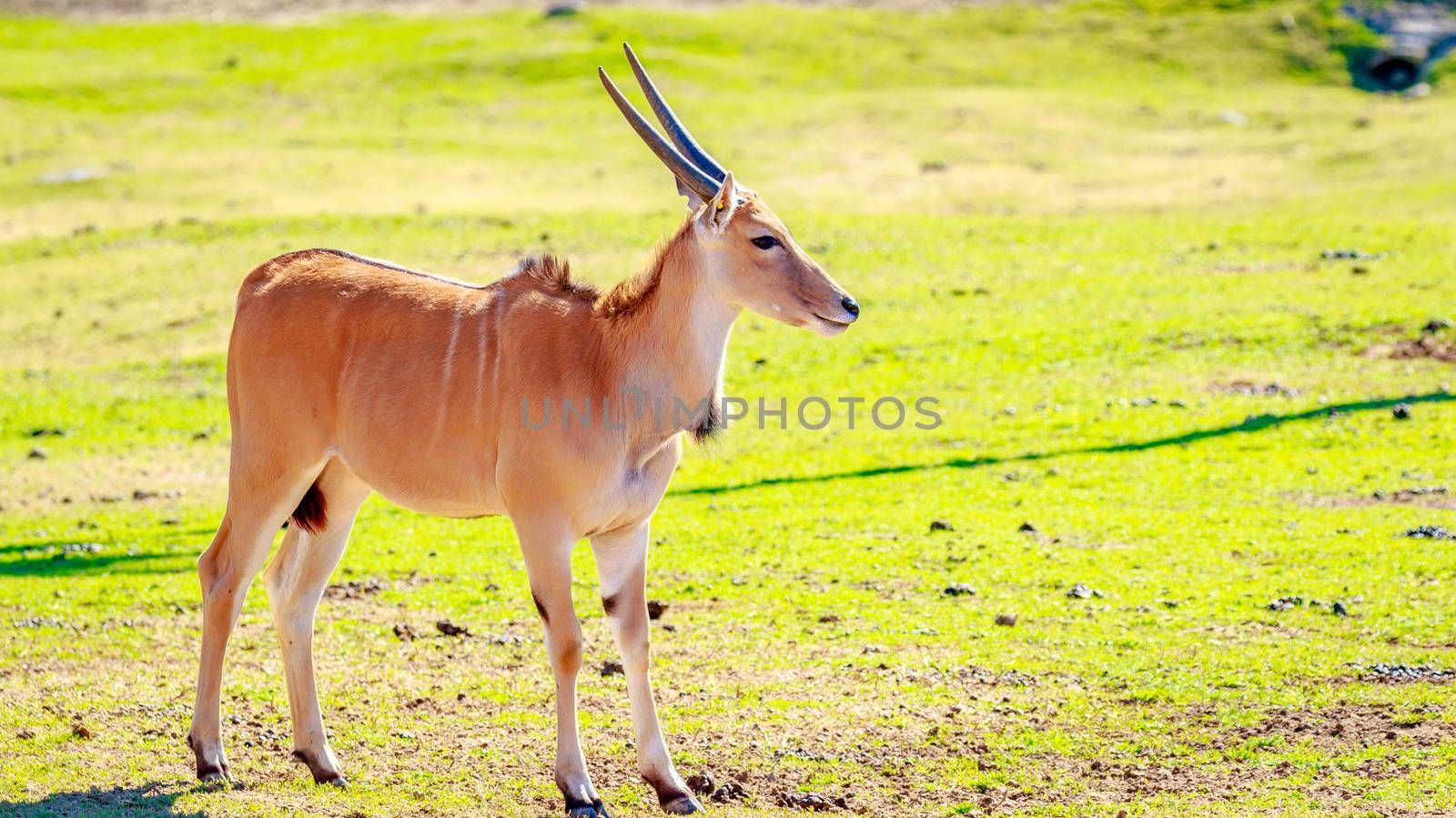 A female common eland antelope walking across the grassland.