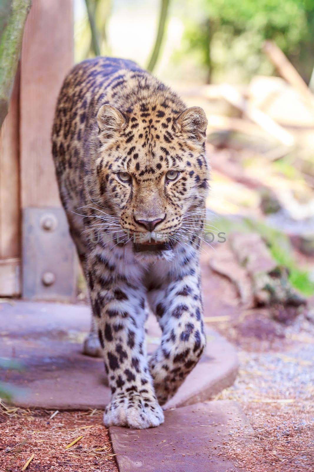 The beautiful Amur Leopard walking towards the camera.